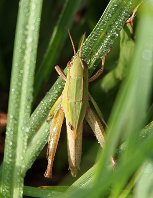 [This grasshopper has slightly longer antenna and its body and medium-length wings (slightly longer than the ones in the prior image) are light green. The back end of its body beyond the wings and its legs are a similar tan color of the prior grasshopper image. Both have sparkly brown eyes.]